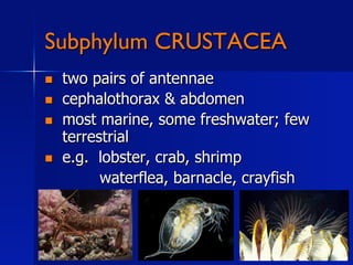Subphylum CRUSTACEA
    two pairs of antennae
    cephalothorax & abdomen
    most marine, some freshwater; few
     terrestrial
    e.g. lobster, crab, shrimp
           waterflea, barnacle, crayfish
 
