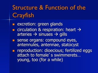 Structure & Function of the
Crayfish
    excretion: green glands
    circulation & respiration: heart 
     arteries  sinuses  gills
    sense organs: compound eyes,
     antennules, antennae, statocyst
    reproduction: dioecious; fertilized eggs
     attach to female s swimmerets…
     young, too (for a while)
 