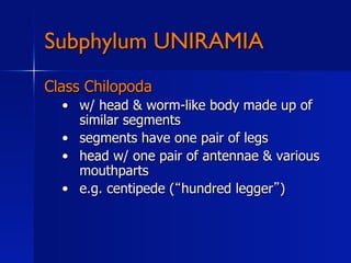 Subphylum UNIRAMIA
Class Chilopoda
  •  w/ head & worm-like body made up of
     similar segments
  •  segments have one pair of legs
  •  head w/ one pair of antennae & various
     mouthparts
  •  e.g. centipede ( hundred legger )
 