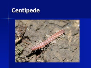 Centipede
 
