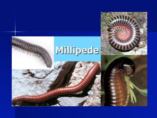 Millipede
 