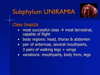 Subphylum UNIRAMIA
Class Insecta
  •  most successful class  most terrestrial,
     capable of flight
  •  body regions: head, thorax & abdomen
  •  pair of antennae, several mouthparts,
     3 pairs of walking legs + wings
  •  variations: mouthparts, body form, legs
 