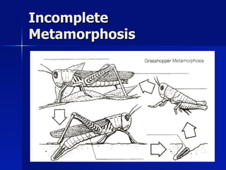Incomplete
Metamorphosis
 