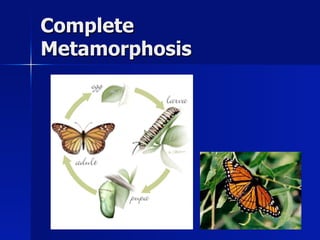 Complete
Metamorphosis
 
