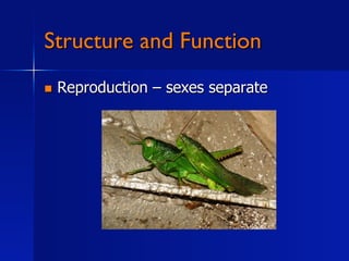 Structure and Function
    Reproduction – sexes separate
 