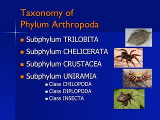 Taxonomy of
Phylum Arthropoda
    Subphylum TRILOBITA
    Subphylum CHELICERATA
    Subphylum CRUSTACEA
    Subphylum UNIRAMIA
           Class CHILOPODA
           Class DIPLOPODA
           Class INSECTA
 