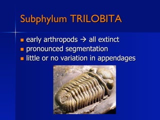 Subphylum TRILOBITA
  early arthropods  all extinct
  pronounced segmentation
  little or no variation in appendages
 