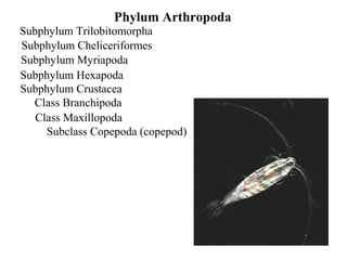 Arthropoda | PPT