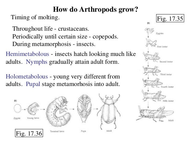 Arthropoda