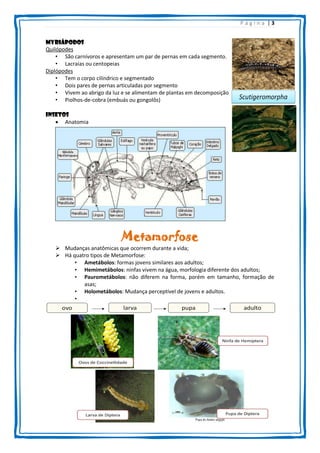 P ágina |3
Myriápodos
Quilópodes
• São carnívoros e apresentam um par de pernas em cada segmento.
• Lacraias ou centopeias
Diplópodes
• Tem o corpo cilíndrico e segmentado
• Dois pares de pernas articuladas por segmento
• Vivem ao abrigo da luz e se alimentam de plantas em decomposição
• Piolhos-de-cobra (embuás ou gongolôs)
Insetos
 Anatomia

Metamorfose
 Mudanças anatômicas que ocorrem durante a vida;
 Há quatro tipos de Metamorfose:
• Ametábolos: formas jovens similares aos adultos;
• Hemimetábolos: ninfas vivem na água, morfologia diferente dos adultos;
• Paurometábolos: não diferem na forma, porém em tamanho, formação de
asas;
• Holometábolos: Mudança perceptível de jovens e adultos.
•

 