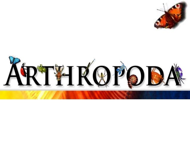 Arthropoda