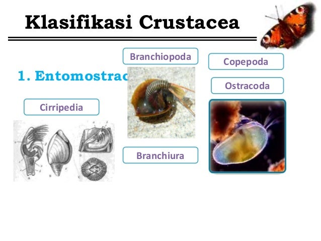 Arthropoda