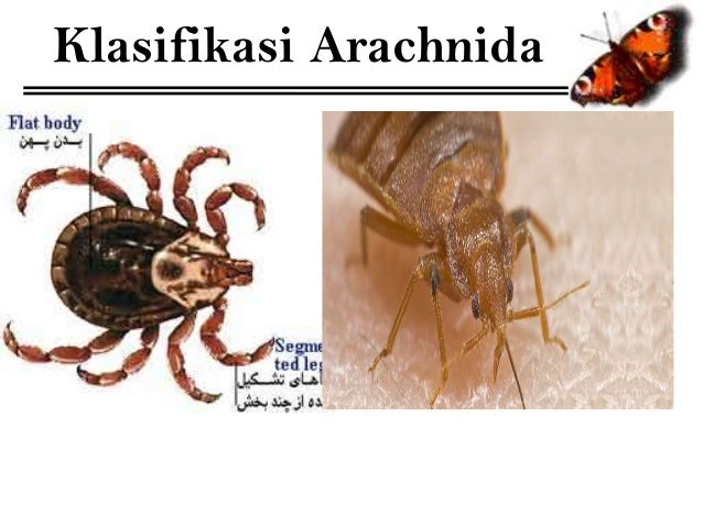 Arthropoda Arthropoda