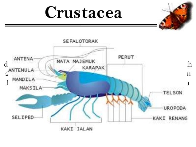 Arthropoda Arthropoda