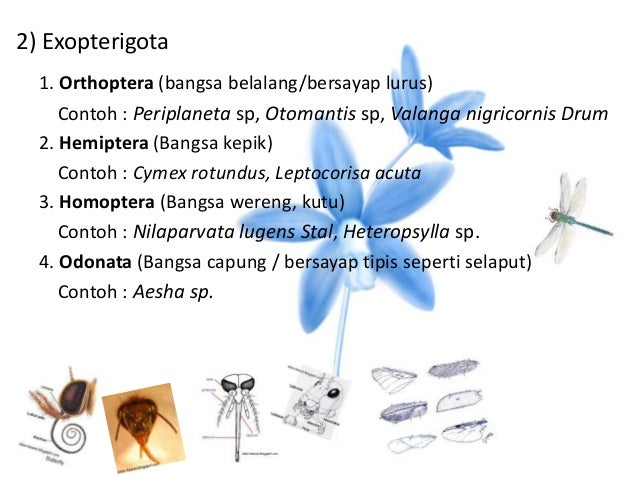Arthropoda
