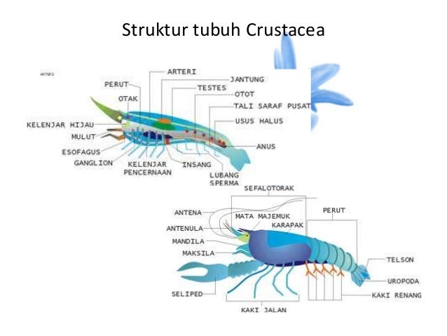 Arthropoda