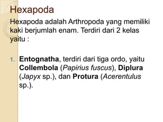 Hexapoda
Hexapoda adalah Arthropoda yang memiliki
kaki berjumlah enam. Terdiri dari 2 kelas
yaitu :
1. Entognatha, terdiri dari tiga ordo, yaitu
Collembola (Papirius fuscus), Diplura
(Japyx sp.), dan Protura (Acerentulus
sp.).
 