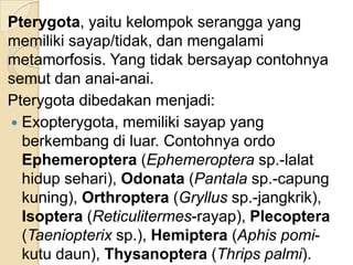 Pterygota, yaitu kelompok serangga yang
memiliki sayap/tidak, dan mengalami
metamorfosis. Yang tidak bersayap contohnya
semut dan anai-anai.
Pterygota dibedakan menjadi:
 Exopterygota, memiliki sayap yang
berkembang di luar. Contohnya ordo
Ephemeroptera (Ephemeroptera sp.-lalat
hidup sehari), Odonata (Pantala sp.-capung
kuning), Orthroptera (Gryllus sp.-jangkrik),
Isoptera (Reticulitermes-rayap), Plecoptera
(Taeniopterix sp.), Hemiptera (Aphis pomi-
kutu daun), Thysanoptera (Thrips palmi).
 