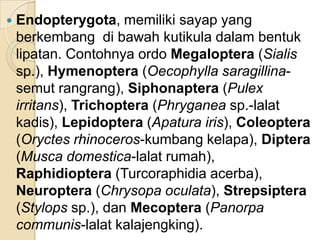  Endopterygota, memiliki sayap yang
berkembang di bawah kutikula dalam bentuk
lipatan. Contohnya ordo Megaloptera (Sialis
sp.), Hymenoptera (Oecophylla saragillina-
semut rangrang), Siphonaptera (Pulex
irritans), Trichoptera (Phryganea sp.-lalat
kadis), Lepidoptera (Apatura iris), Coleoptera
(Oryctes rhinoceros-kumbang kelapa), Diptera
(Musca domestica-lalat rumah),
Raphidioptera (Turcoraphidia acerba),
Neuroptera (Chrysopa oculata), Strepsiptera
(Stylops sp.), dan Mecoptera (Panorpa
communis-lalat kalajengking).
 