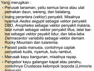 Yang merugikan :
 Perusak tanaman, yaitu semua larva atau ulat
pemakan daun, wereng, dan belalang.
 Inang perantara (vektor) penyakit. Misalnya
nyamuk Aedes aegypti sebagai vektor penyakit
DBD, Anopheles sebagai vektor penyakit malaria,
lalat rumah sebagai vektor penyakit tifus, lalat tse-
tse sebagai vektor peyakit tidur, dan laba-laba
Dermacentor variabilis sebagai vektor demam
Rocky Mountain dan tularemia.
 Parasit pada manusia, contohnya caplak
penyebab kudis, nyamuk, kutu rambut.
 Merusak kayu bangunan, misalnya rayap.
 Pengebor kayu galangan kapal atau perahu,
contohnya Crustacea kelompok isopoda (Limnoria
 