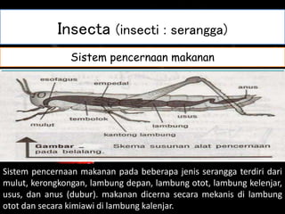 Insecta (insecti : serangga)
HabitatMorfologi dan Fisiologi insecta
Hewan ini merupakan satu-satunya kelompok invertebrata yang dapat
terbang.Insecta ada yang hidup bebas dan ada yang sebagai parasit. Tubuh
Insecta dibedakan menjadi tiga bagian, yaitu kaput, toraks, dan abdomen.
Kaput memiliki organ yang berkembang baik, yaitu adanya sepasang antena,
mata majemuk (mata faset), dan mata tunggal (oseli).
Sistem pernapasan
Organ pernapasan berupa trakea berspikel yang terletak di kana-kiri
pada tiap ruas. Sebagian larva bernapas dengan insang trakea pada
bagian perutnya.
Sistem pencernaan makanan
Sistem pencernaan makanan pada beberapa jenis serangga terdiri dari
mulut, kerongkongan, lambung depan, lambung otot, lambung kelenjar,
usus, dan anus (dubur). makanan dicerna secara mekanis di lambung
otot dan secara kimiawi di lambung kalenjar.
 