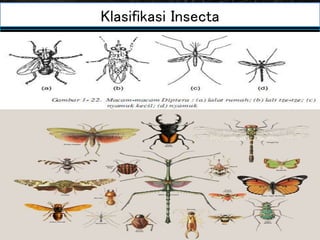 Klasifikasi Insecta
Insecta
Apterigota Pterigota
Berdasarkan sayap, Insecta dibedakan menjadi dua sub-kelas :
1. Apterigota (tidak bersayap), tubuh apterigota berukuran kecil sekitar
0,5 cm dan memiliki antena panjang. Umumnya berkembang secara
ametabola. Contoh hewan kelas ini adalah dan Lepisma saccharina
(kutu buku) Petrobius maritimus.
2. Pterigota (bersayap), merupakan kelompok insecta yang memiliki
sayap, sayap berasal dari tonjolan luar dinding tubuh yang disebut
Eksopterigota dan sayapnya berasal dari tonjolan kearah dalam
dinding tubuh disebut Endopterigota.
Pterigota (eksopterigota)
Eksopterigota dibedakan menjadi beberapa ordo bedasarkan
tipe sayap :
a. Orthoptera memiliki dua pasang sayap dengan sayap depan
yang sempit. Misalnya kecoa, jangkrik, dan gansir.
b. Hemiptera memiliki dua pasang sayap yang tidak sama
panjang. Contohnya walang sangit (leptocorisa acuta) dan
kutu busuk (cymex rotundus).
c. Homoptera memiliki dua pasang yang sama panjang.
Contohnya wereng coklat (Nilaparvata lugens), kutu daun
(Aphis), dan kutu kepala (Pediculus humanus).
d. Odonata memiliki dua pasang sayap seperti jala. Contohnya
capung (pantala).
Pterigota (Endopterigota)
Endopterigota dibedakan menjadi :
a. Coleptera contohnya kumbang tanduk (Orycies rhinoceros)
b. Hymenoptera memiliki dua pasang sayap yang seperti selaput,
dengan sayap depan lebih besar daripada sayap belakang. Misalnya
semut rangrang (Oecophylla saragillina), semut hitam (Monomorium
sp.) , lebah madu (Apis indica), dan tawon (Xylocopa latipes).
c. Diptera hanya memiliki sepasang sayap. Misalnya nyamuk (culex
sp.), nyamuk malaria (Anopheles sp), nyamuk demam berdarah
(Aedes Aegypti), lalat rumah (Musca domestica), lalat buah
(Drosophila melanogaster), dan lalat tse-tse (Glossina palpalis).
d. Lepidoptera memiliki dua pasang sayap yang bersisik halus dan tipe
mulut mengisap. Misalnya kupu-kupu sutera (Bombyx mori)
 