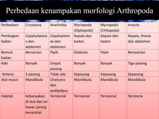 Perbedaan kenampakan morfologi Arthropoda
Perbedaan Crustacea Arachnida Myriapoda
(Diplopoda)
Myriapoda
(Chilopoda)
Insecta
Pembagian
badan
Cepahalotora
x dan
abdomen
Cepahalotor
ax dan
abdomen
Kepala dan
badan
Kepala dan
badan
Kepala, thorax
dan abdomen
Bentuk
badan
Bervariasi Pipih Globular Pipih Bersvariasi
Kaki Banyak Empat
pasang
Banyak Banyak Tiga pasang
Antena 2 pasang Tidak ada Sepasang Sepasang Sepasang
Alat mulut Mandibula Chelicera
dan
pedipalpus
Mandibula Mandibula Mandibula
Habitat Kebanyakan
di laut dan air
tawar, jarang
terrestrial
Teristerial Teristerial Teristerial Teristeria
 