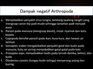 Dampak negatif Arthropoda
a. Menyebabkan penyakit virus tungro, belalang (walang sangit) yang
mengisap cairan biji padi muda sehingga tanaman padi menjadi
puso.
b. Parasit pada manusia (mengisap darah), misal: nyamuk dan kutu
kepala.
c. Copepoda bersifat parasit pada ikan, kura-kura, dan hewan air
lainnya.
d. Sarcoptes scabei mengakibatkan penyakit gatal dan kudis pada
manusia, kutu air sering menyebabkan gatal-gatal pada kaki.
e. Prosoptes equi, menyebabkan kudis pada ternak domba, kelinci, dan
kuda.
f. Otodectes cynotis (tungau kudis telinga) menyerang anjing dan
kucing,
•Menyebabkan penyakit virus tungro, belalang (walang sangit) yang mengisap cairan biji padi muda sehingga tanaman padi menjadi puso.
•Parasit pada manusia (mengisap darah), misal: nyamuk, kutu kepala dan kutu busuk.
 