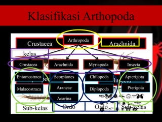 Klasifikasi Arthopoda
Crustacea Arachnida
Myriapoda Insecta
Arthropoda
Crustacea Arachnida Myriapoda Insecta
Entomostraca
Malacostraca
Scorpiones
Araneae
Acarina
Chilopoda
Diplopoda
Apterigota
Pterigota
Sub-kelas
kelas
Fylum
Sub-kelasOrdo Ordo
 