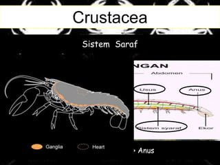 Crustacea
Crusta
Cangkang yang
keras
Chepalotorax
Morfologi
Abdomen
HabitatSistem Pencernaan
Mulut > Eshopaghus > Lambung > Usus > Anus
Sistem Peredaran DarahSistem Saraf
 