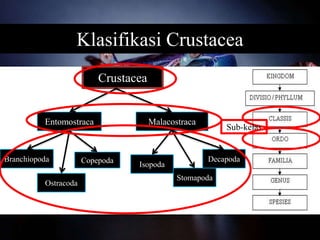 Klasifikasi Crustacea
Crustacea
Entomostraca Malacostraca
Branchiopoda
Ostracoda
Copepoda
Isopoda
Stomapoda
Decapoda
Sub-kelas
 
