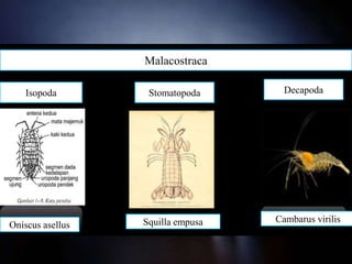 Entomostraca
Branchiopoda Ostracoda Copepoda
Condona suburbana Cyclops viridis
Malacostraca
Isopoda Stomatopoda Decapoda
Daphania spOniscus asellus Squilla empusa Cambarus virilis
 