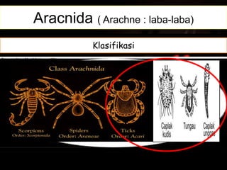 Aracnida ( Arachne : laba-laba)
Morfologi dan FisiologiSistem PernapasanSistem ReproduksiKlasifikasi
 