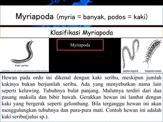 Myriapoda (myria = banyak, podos = kaki)
HabitatMorfologi dan Fisiologi MyriapodaKlasifikasi Myriapoda
Myriapoda
Chilopoda Diplopoda
Kelompok hewan ini dikenal sebagai kelabang. Tubuhnya memanjang
dan agak pipih. Pada kepalanya terdapat antena dan mulut dengan
sepasang mandibula dan dua pasang maksila. Pada tiap segmen tubuhnya
terdapat kaki dan sepasang spirakel. Pasangan pertama kaki
termodifikasi menjadi alat beracun. Alat penyengat digunakan untuk
menyengat musuh atau pengganggunya. Sengatannya menimbulkan
bengkak dan rasa sakit. Contoh hewan ini adalah kelabang (scutigera sp.)
Hewan pada ordo ini dikenal dengan kaki seribu, meskipun jumlah
kakinya bukan berjumlah seribu. Ada yang menyebutkan nama lain
seperti keluwing. Tubuhnya bulat panjang. Mulutnya terdiri dari dua
pasang maksila dan bibir bawah. Gerakkan hewan ini lambat dengan
kaki yang bergerak seperti gelombang. Bila terganggu hewan ini akan
menggulungkan tubuhnya dan pura-pura mati. Contoh hewan ini adalah
kaki seribu(julus sp.).
 