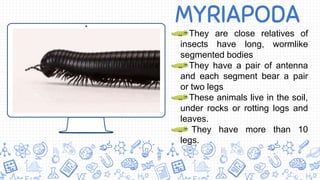 MYRIAPODA
They are close relatives of
insects have long, wormlike
segmented bodies
They have a pair of antenna
and each segment bear a pair
or two legs
These animals live in the soil,
under rocks or rotting logs and
leaves.
They have more than 10
legs.
 
