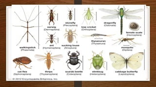 Arthropoda (largest group of animal Kingdom) | PPTX