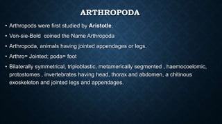 ARTHROPODA
• Arthropods were first studied by Aristotle.
• Von-sie-Bold coined the Name Arthropoda
• Arthropoda, animals having jointed appendages or legs.
• Arthro= Jointed; poda= foot
• Bilaterally symmetrical, triploblastic, metamerically segmented , haemocoelomic,
protostomes , invertebrates having head, thorax and abdomen, a chitinous
exoskeleton and jointed legs and appendages.
 
