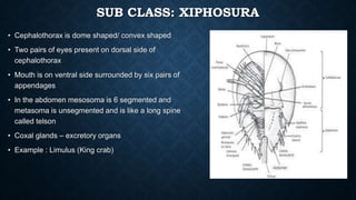 Arthropoda characters & classification | PPTX