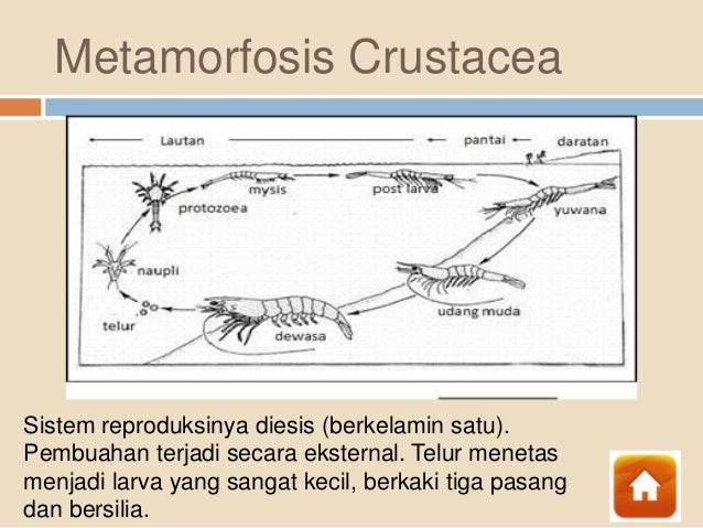 Arthropoda Arthropoda