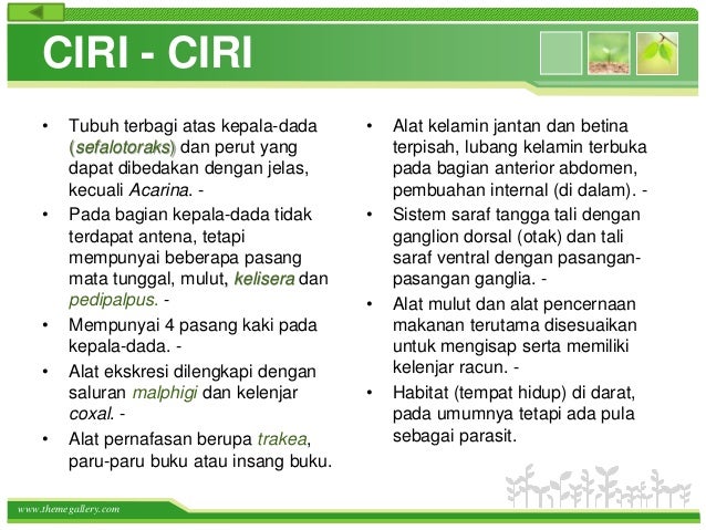 Arthropoda Arthropoda