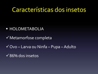 Características dos insetos

 HOLOMETABOLIA

Metamorfose completa

Ovo – Larva ou Ninfa – Pupa – Adulto

86% dos insetos
 