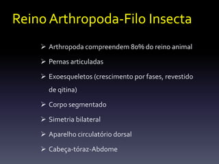 Reino Arthropoda-Filo Insecta
     Arthropoda compreendem 80% do reino animal

     Pernas articuladas

     Exoesqueletos (crescimento por fases, revestido
      de qitina)

     Corpo segmentado

     Simetria bilateral

     Aparelho circulatório dorsal

     Cabeça-tóraz-Abdome
 