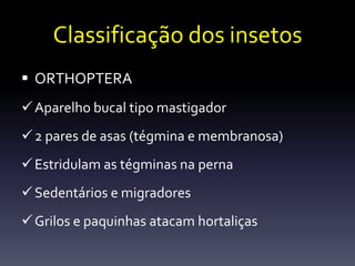 Classificação dos insetos
 ORTHOPTERA
 Aparelho bucal tipo mastigador
 2 pares de asas (tégmina e membranosa)
 Estridulam as tégminas na perna
 Sedentários e migradores
 Grilos e paquinhas atacam hortaliças
 