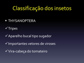 Classificação dos insetos

 THYSANOPTERA

Tripes

Aparelho bucal tipo sugador

Importantes vetores de viroses

Vira-cabeça do tomateiro
 