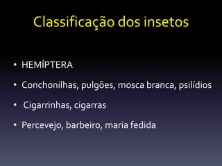Classificação dos insetos

• HEMÍPTERA

• Conchonilhas, pulgões, mosca branca, psilídios

• Cigarrinhas, cigarras

• Percevejo, barbeiro, maria fedida
 