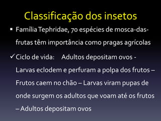 Classificação dos insetos
 Família Tephridae, 70 espécies de mosca-das-
 frutas têm importância como pragas agrícolas

Ciclo de vida: Adultos depositam ovos -
 Larvas eclodem e perfuram a polpa dos frutos –
 Frutos caem no chão – Larvas viram pupas de
 onde surgem os adultos que voam até os frutos
 – Adultos depositam ovos
 