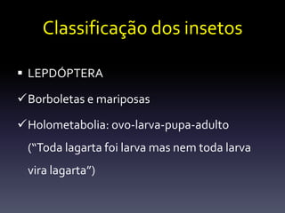 Classificação dos insetos

 LEPDÓPTERA

Borboletas e mariposas

Holometabolia: ovo-larva-pupa-adulto
 (“Toda lagarta foi larva mas nem toda larva
 vira lagarta”)
 