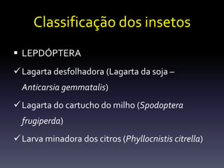 Classificação dos insetos
 LEPDÓPTERA
 Lagarta desfolhadora (Lagarta da soja –
  Anticarsia gemmatalis)
 Lagarta do cartucho do milho (Spodoptera
  frugiperda)
 Larva minadora dos citros (Phyllocnistis citrella)
 