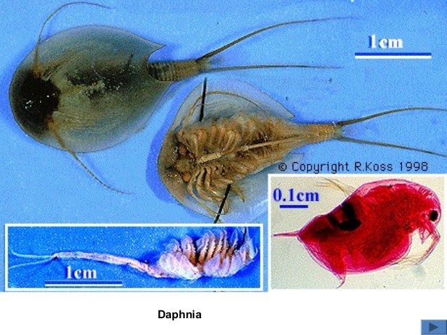 arthropoda1