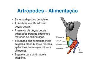 Artrópodes - Alimentação
• Sistema digestivo completo.
• Apêndices modificados em
peças bucais.
• Presença de peças bucais
adaptadas para os diferentes
métodos de alimentação.
• Trituração dos alimentos inicia-
se pelas mandíbulas e maxilas,
apêndices bucais que trituram
alimentos.
• Seguem para estômago e
intestino.
 
